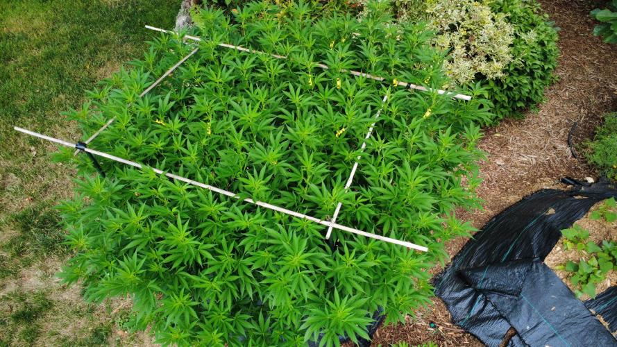 Gorilla Gas F1 Fast - Hügelkultur. Week 21