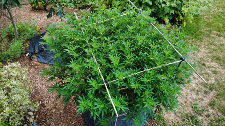 Gorilla Gas F1 Fast - Hügelkultur. Week 21