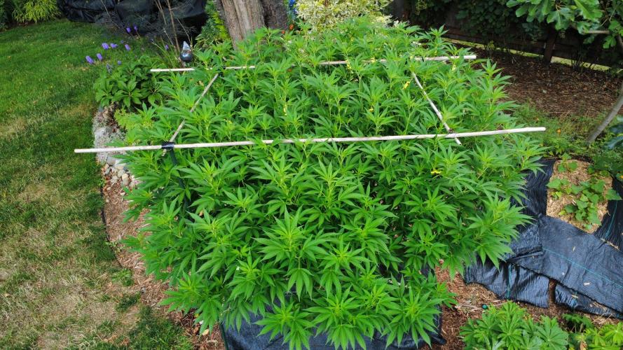 Gorilla Gas F1 Fast - Hügelkultur. Week 21