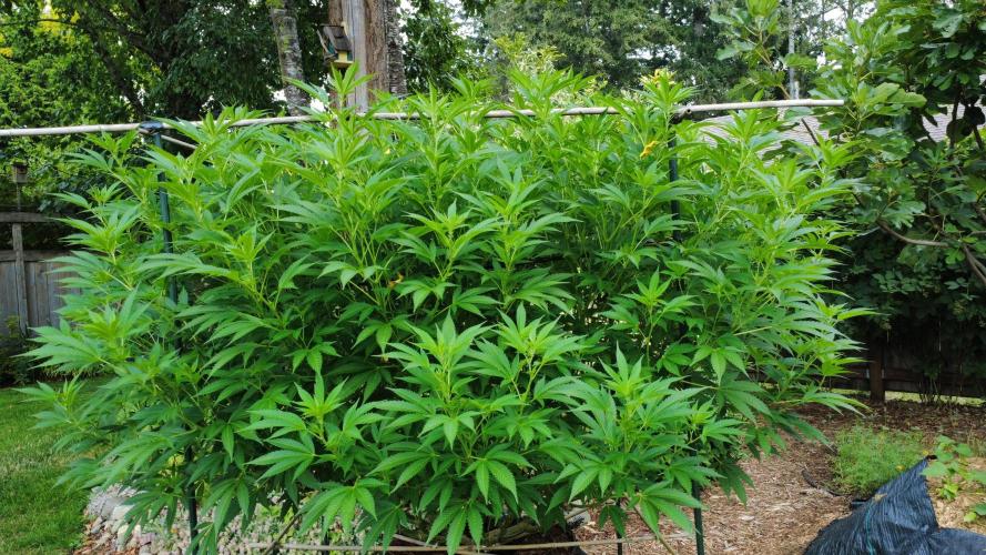 Gorilla Gas F1 Fast - Hügelkultur. Week 21