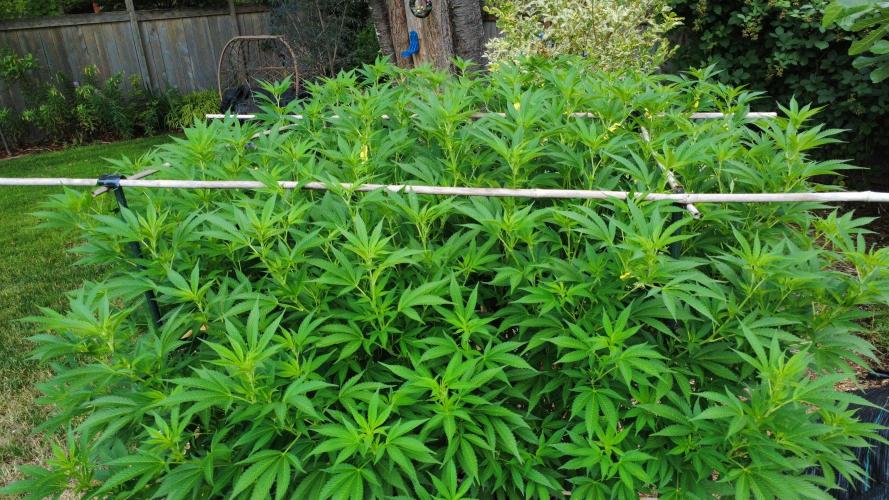 Gorilla Gas F1 Fast - Hügelkultur. Week 21