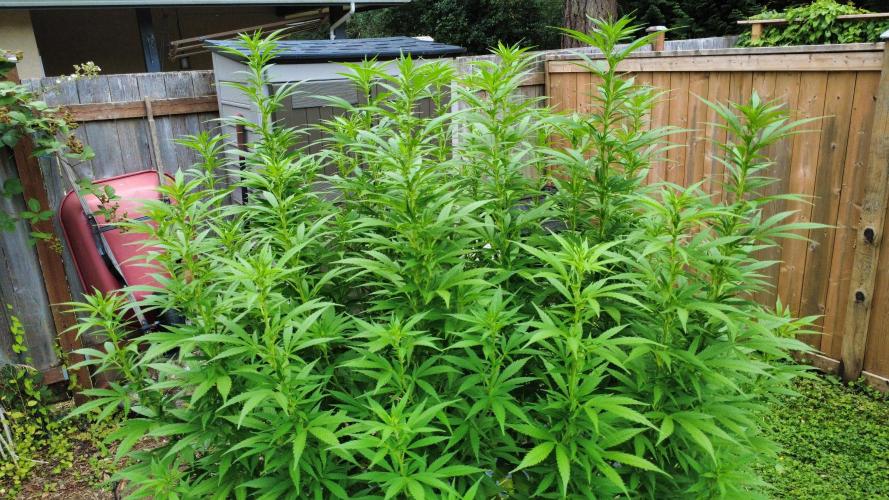 Gorilla Gas F1 Fast - Hügelkultur. Week 21