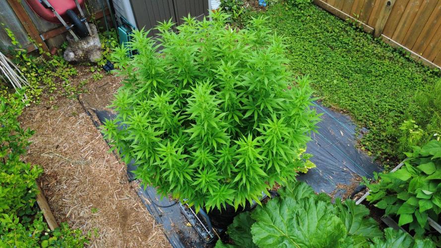 Gorilla Gas F1 Fast - Hügelkultur. Week 21