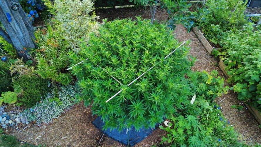 Gorilla Gas F1 Fast - Hügelkultur. Week 22