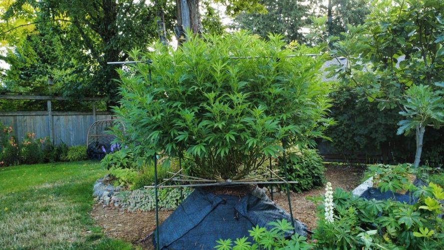 Gorilla Gas F1 Fast - Hügelkultur. Week 22