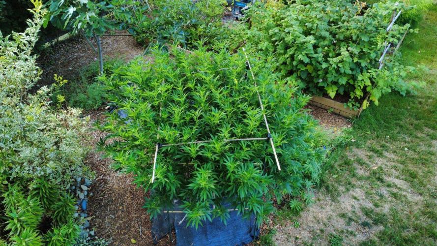 Gorilla Gas F1 Fast - Hügelkultur. Week 22