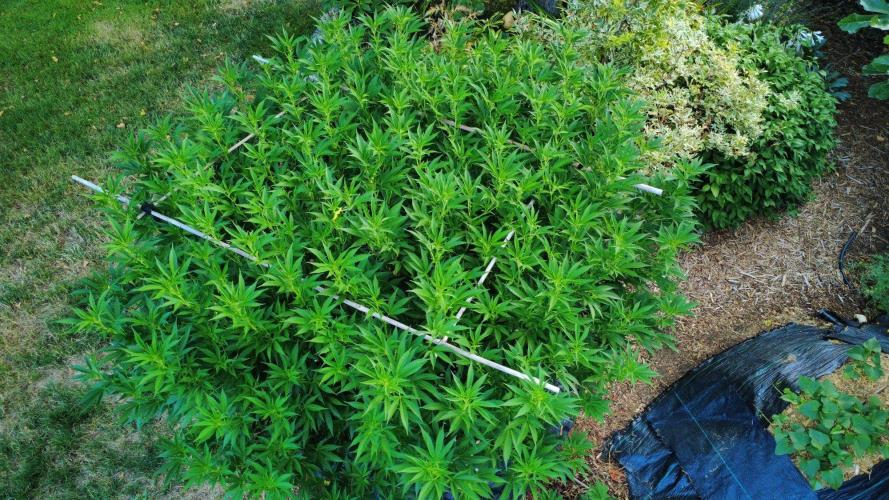 Gorilla Gas F1 Fast - Hügelkultur. Week 22