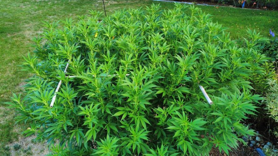Gorilla Gas F1 Fast - Hügelkultur. Week 22