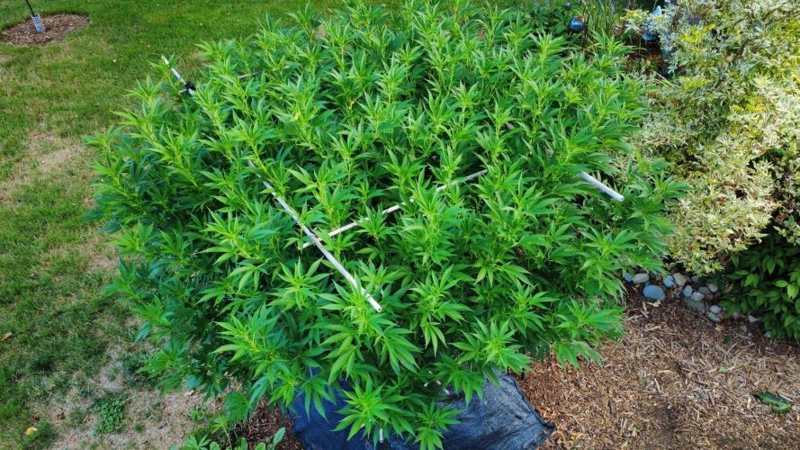 Gorilla Gas F1 Fast - Hügelkultur. Week 22