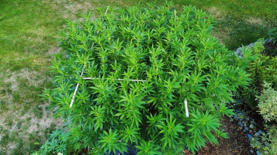 Gorilla Gas F1 Fast - Hügelkultur. Week 22