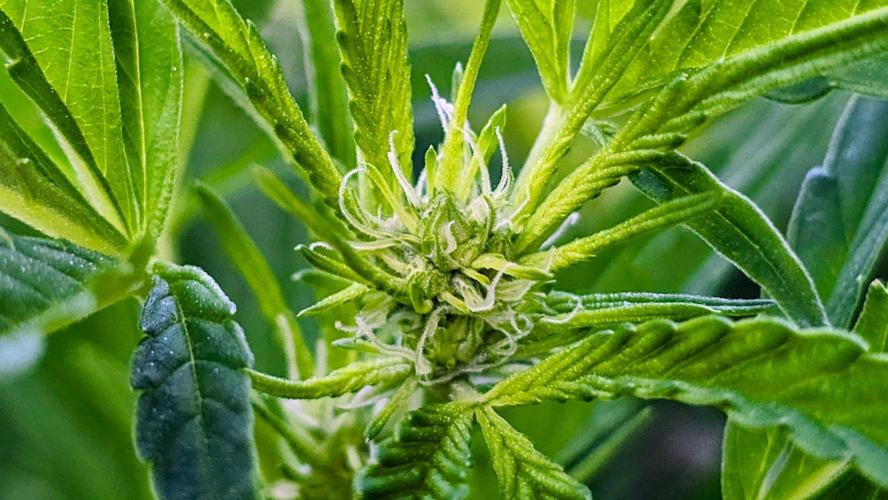 Gorilla Gas F1 Fast - Hügelkultur. Week 22