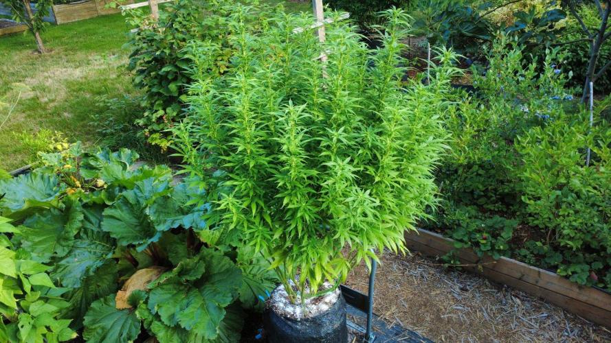 Gorilla Gas F1 Fast - Hügelkultur. Week 22