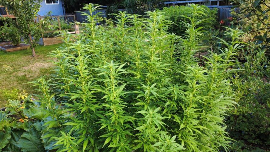Gorilla Gas F1 Fast - Hügelkultur. Week 22