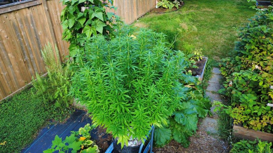 Gorilla Gas F1 Fast - Hügelkultur. Week 22