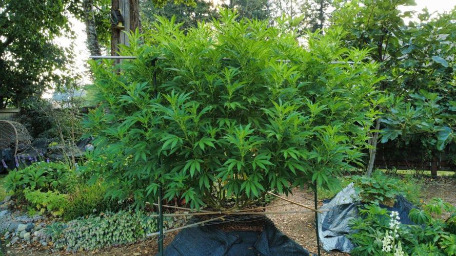 Gorilla Gas F1 Fast - Hügelkultur. Week 23