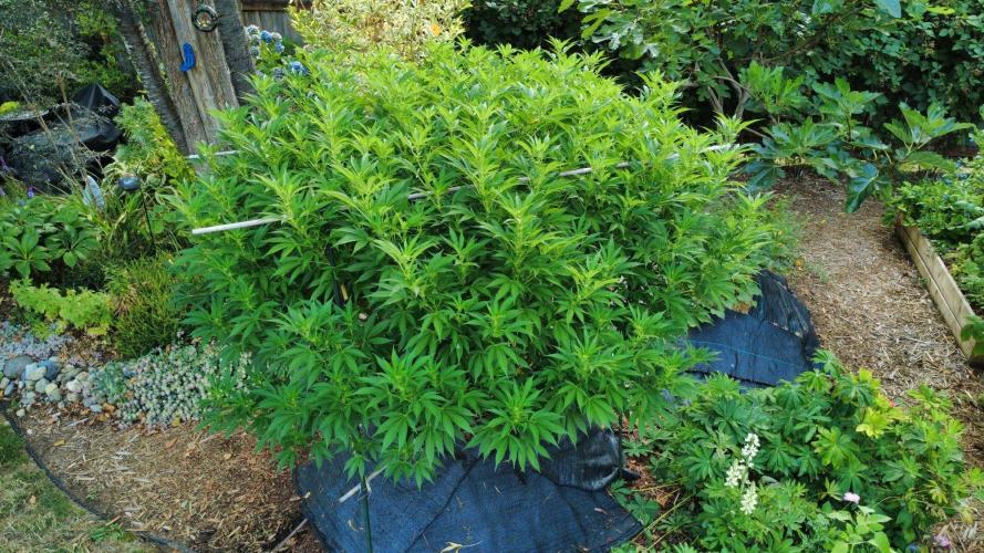 Gorilla Gas F1 Fast - Hügelkultur. Week 23