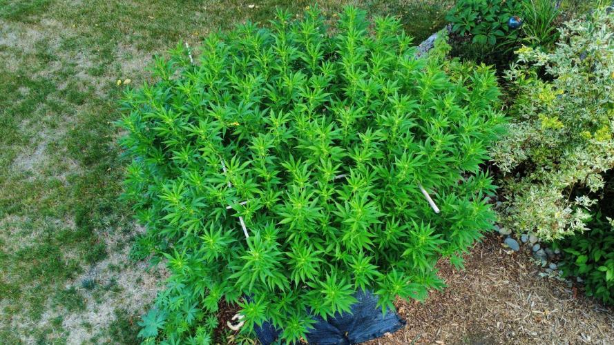 Gorilla Gas F1 Fast - Hügelkultur. Week 23