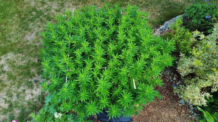 Gorilla Gas F1 Fast - Hügelkultur. Week 23