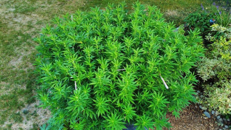 Gorilla Gas F1 Fast - Hügelkultur. Week 23