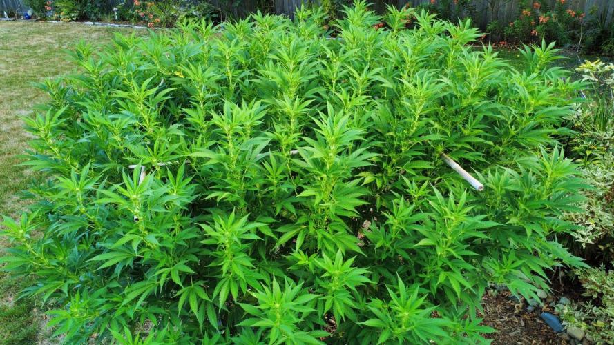 Gorilla Gas F1 Fast - Hügelkultur. Week 23