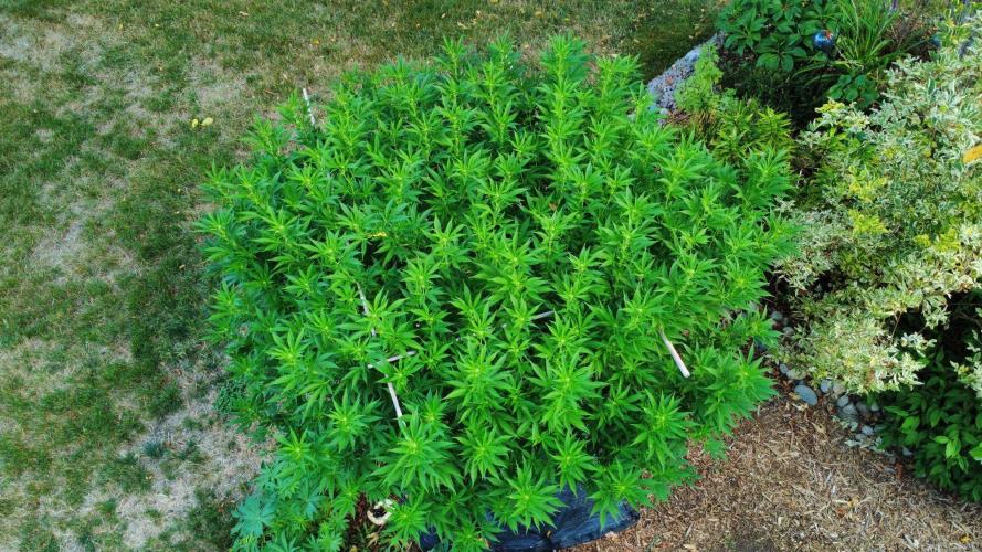 Gorilla Gas F1 Fast - Hügelkultur. Week 23