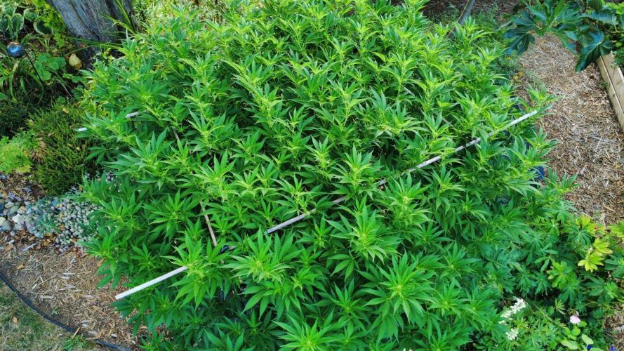 Gorilla Gas F1 Fast - Hügelkultur. Week 23