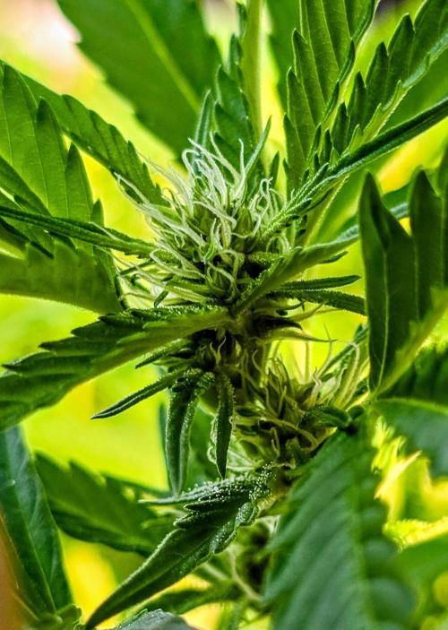 Gorilla Gas F1 Fast - Hügelkultur. Week 23