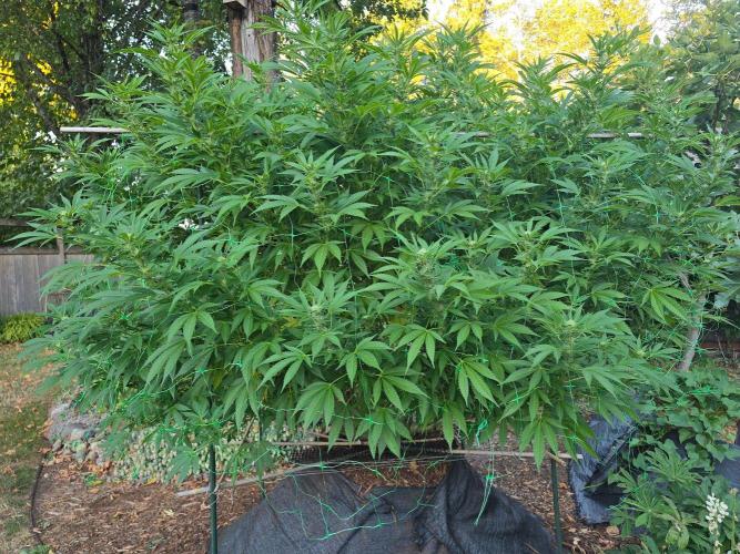Gorilla Gas F1 Fast - Hügelkultur. Week 24