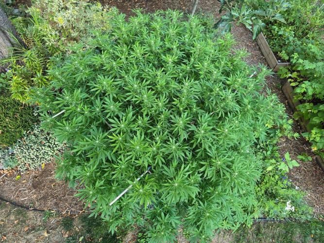 Gorilla Gas F1 Fast - Hügelkultur. Week 24