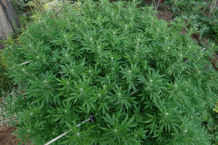 Gorilla Gas F1 Fast - Hügelkultur. Week 24