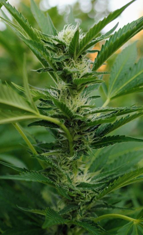 Gorilla Gas F1 Fast - Hügelkultur. Week 24