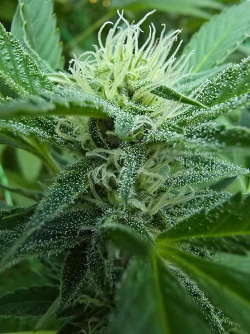 Gorilla Gas F1 Fast - Hügelkultur. Week 24