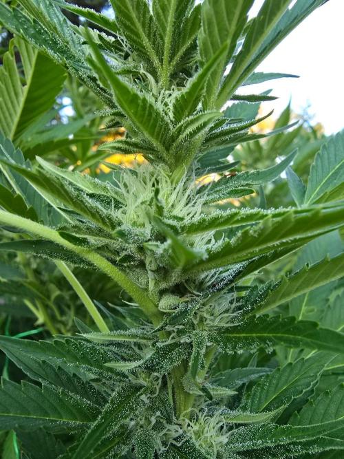Gorilla Gas F1 Fast - Hügelkultur. Week 24