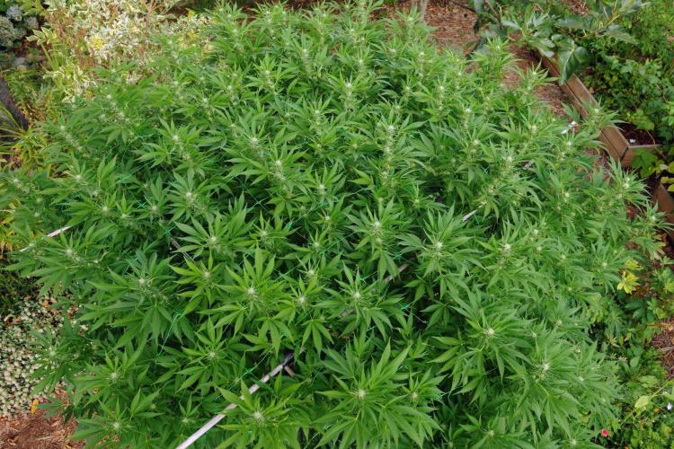 Gorilla Gas F1 Fast. Week 24
