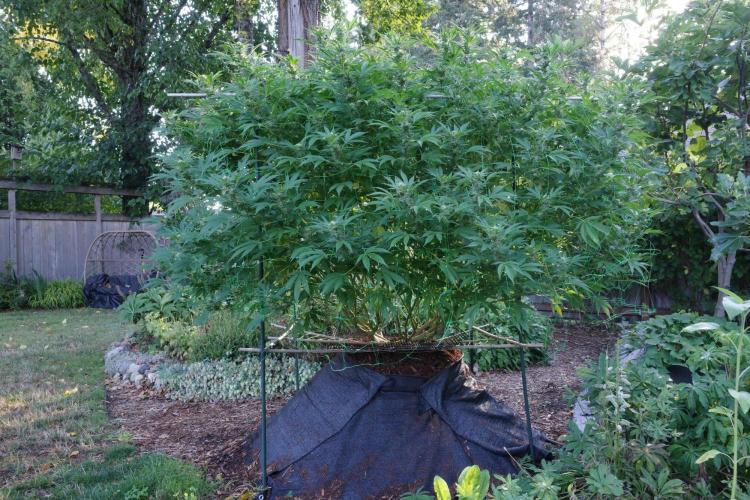 Gorilla Gas F1 Fast - Hügelkultur. Week 25