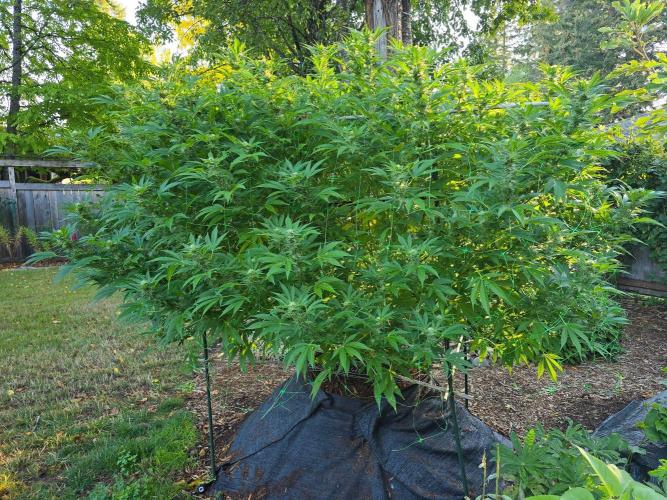 Gorilla Gas F1 Fast - Hügelkultur. Week 25