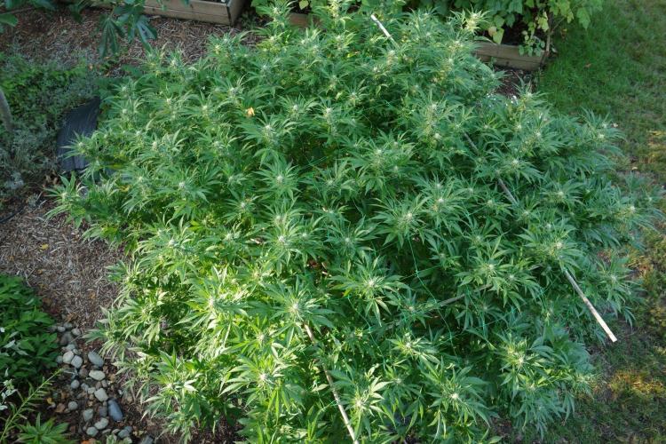 Gorilla Gas F1 Fast - Hügelkultur. Week 25