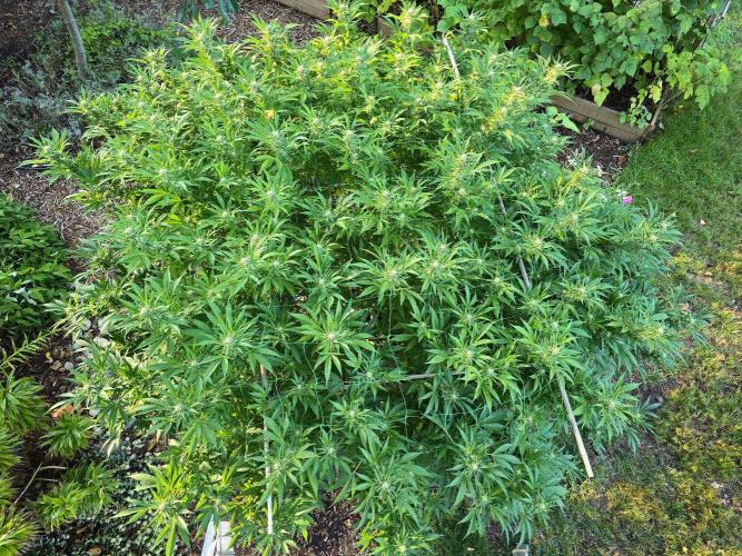 Gorilla Gas F1 Fast - Hügelkultur. Week 25