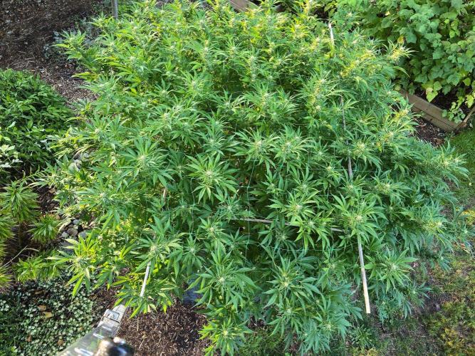 Gorilla Gas F1 Fast - Hügelkultur. Week 25
