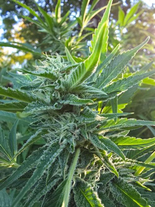 Gorilla Gas F1 Fast. Week 25