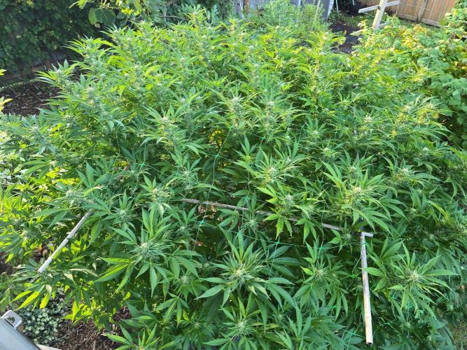 Gorilla Gas F1 Fast - Hügelkultur. Week 25