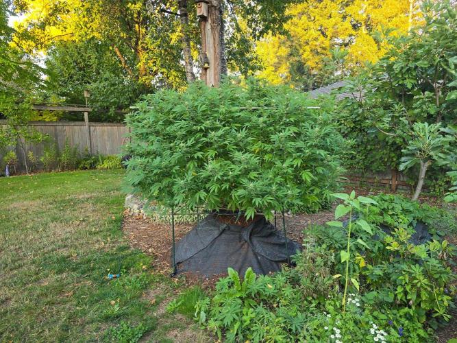 Gorilla Gas F1 Fast - Hügelkultur. Week 26