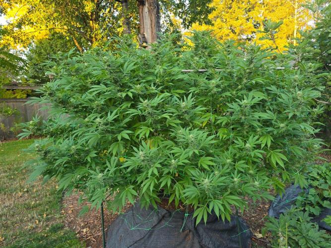Gorilla Gas F1 Fast - Hügelkultur. Week 26