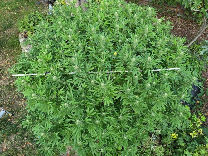 Gorilla Gas F1 Fast - Hügelkultur. Week 26
