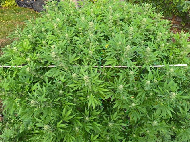Gorilla Gas F1 Fast - Hügelkultur. Week 26