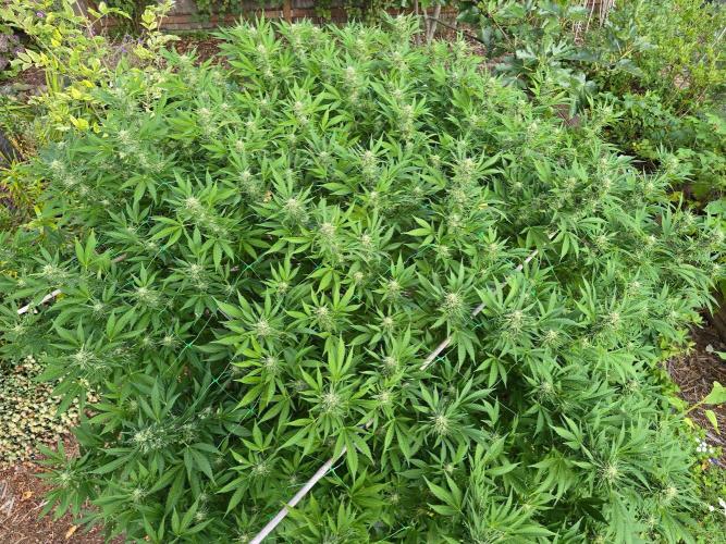 Gorilla Gas F1 Fast - Hügelkultur. Week 26