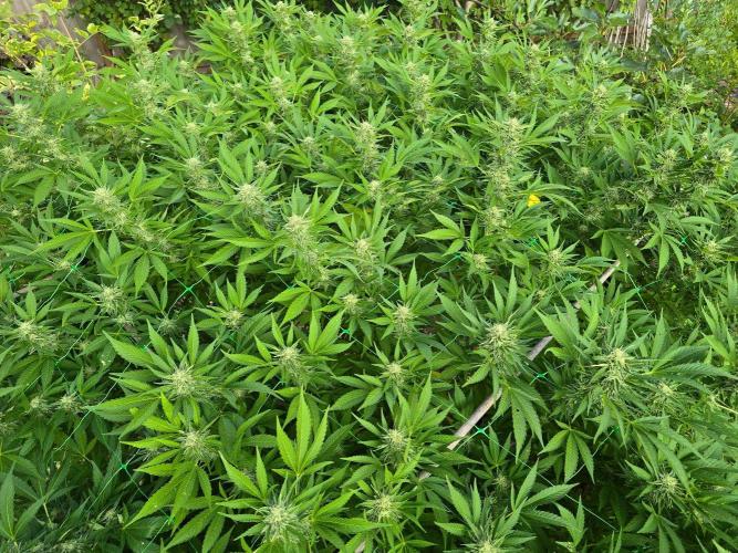 Gorilla Gas F1 Fast - Hügelkultur. Week 26