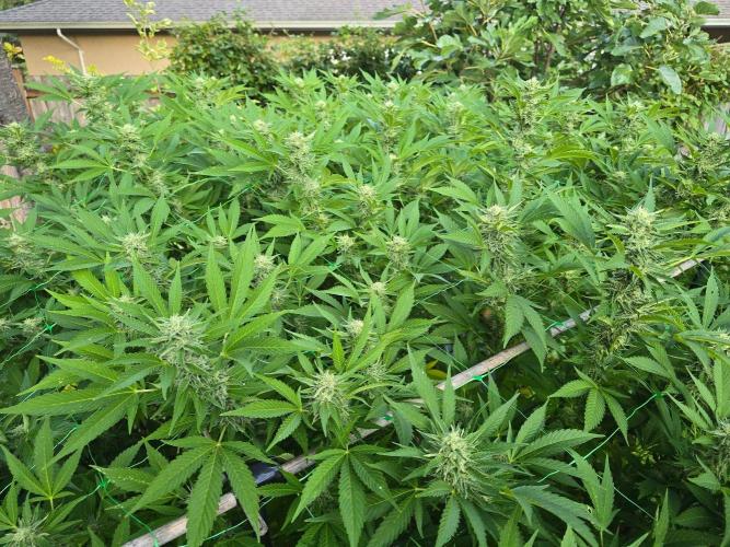 Gorilla Gas F1 Fast - Hügelkultur. Week 26