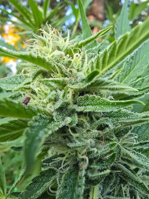 Gorilla Gas F1 Fast - Hügelkultur. Week 26