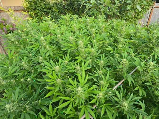 Gorilla Gas F1 Fast - Hügelkultur. Week 26